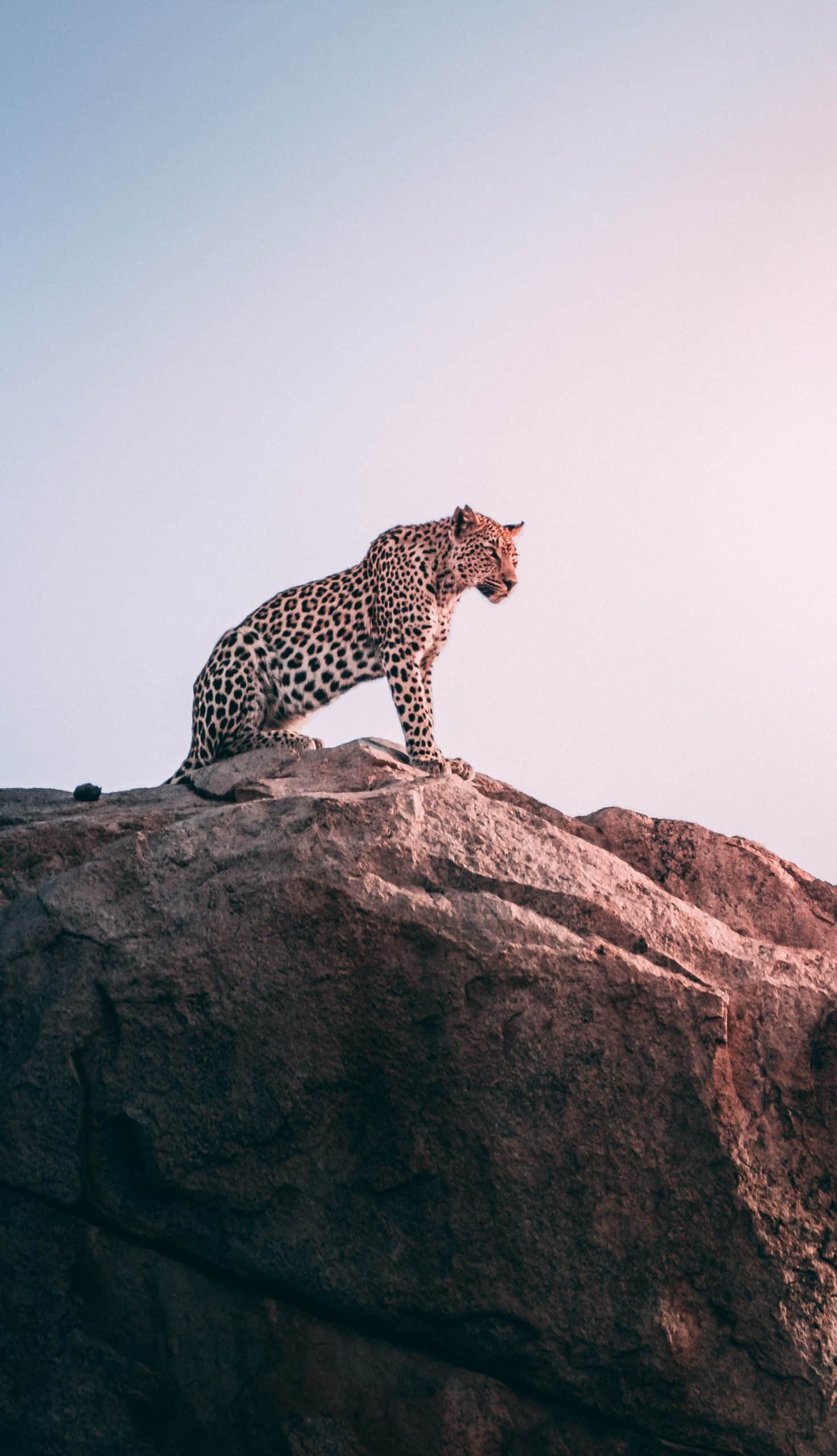 Photographie léopard safaris, les indispensables