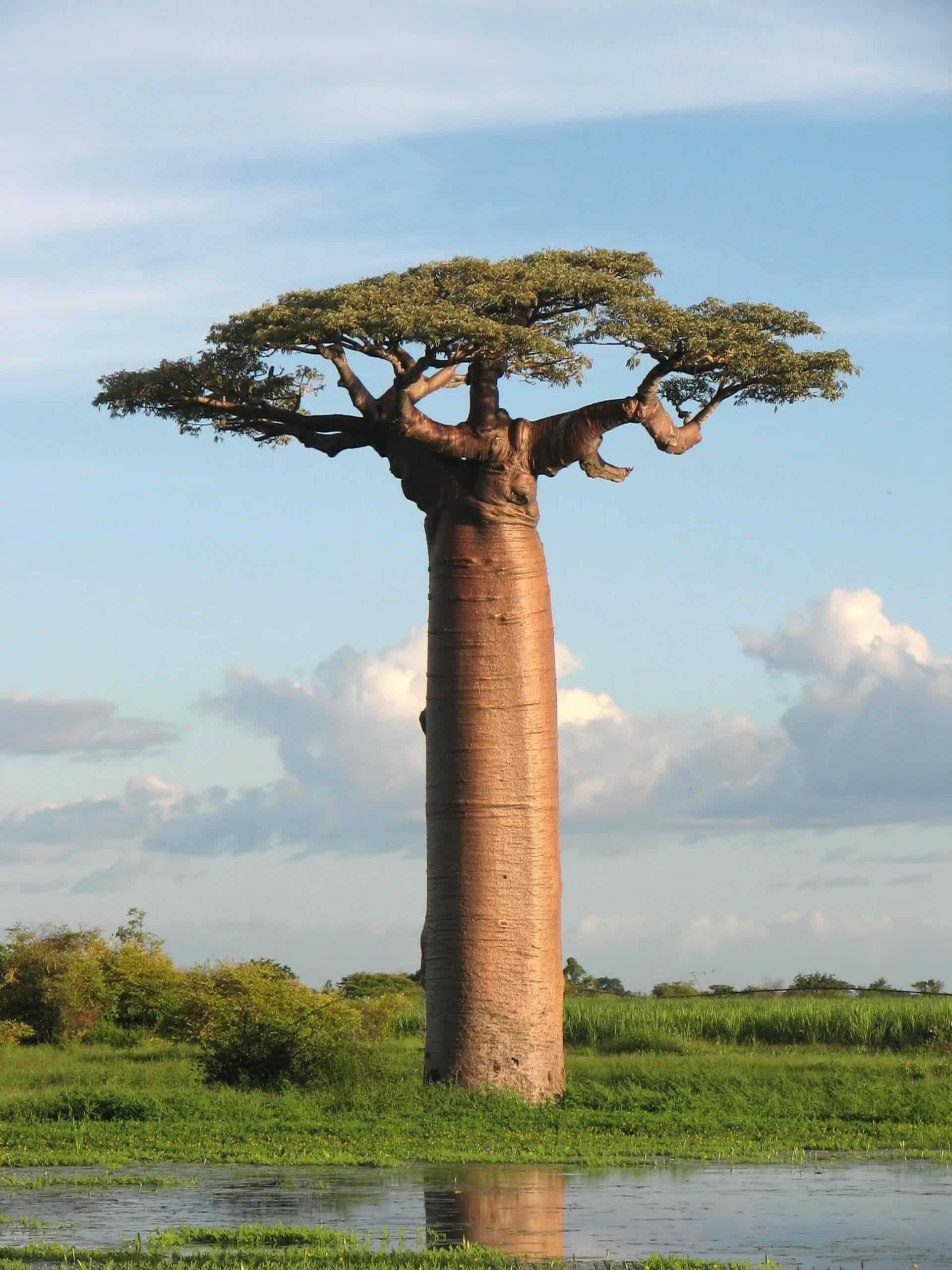 nature baoba safaris, les indispensables