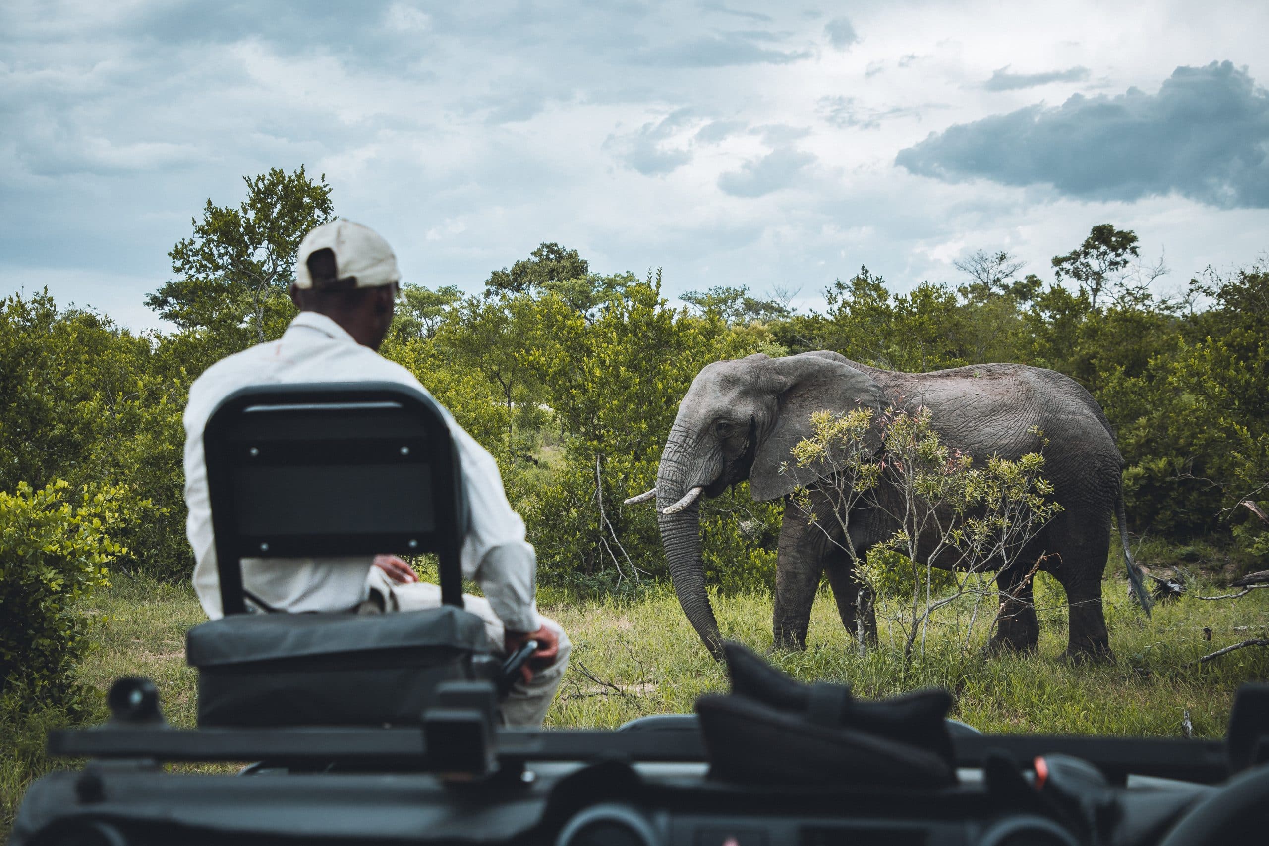 observation 4x4 éléphant safaris, les indispensables
