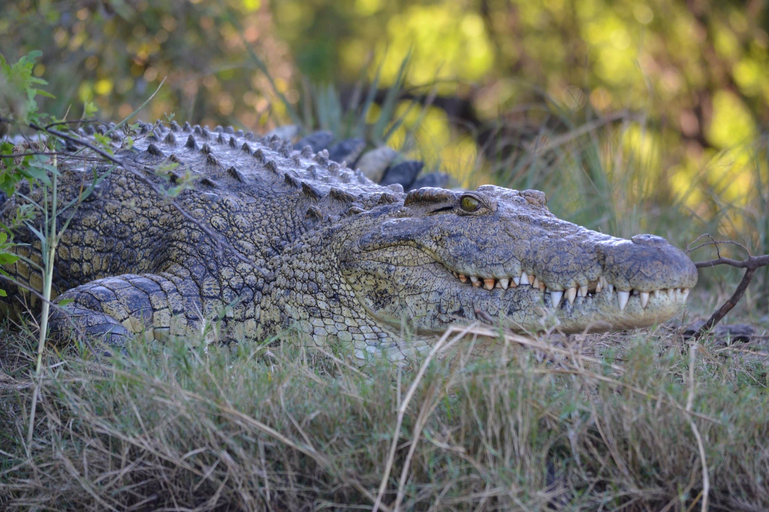 Crocodile Récit de voyage au Zimbabwe