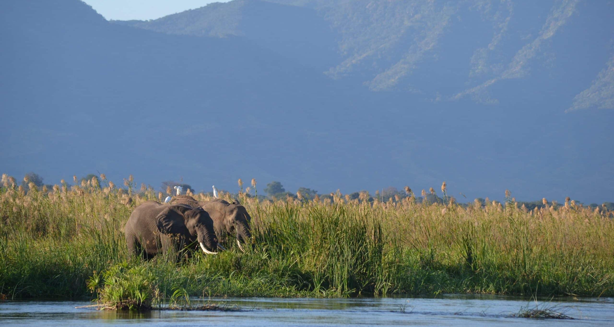 Elephants au bord du Zambèze Récit de voyage au Zimbabwe