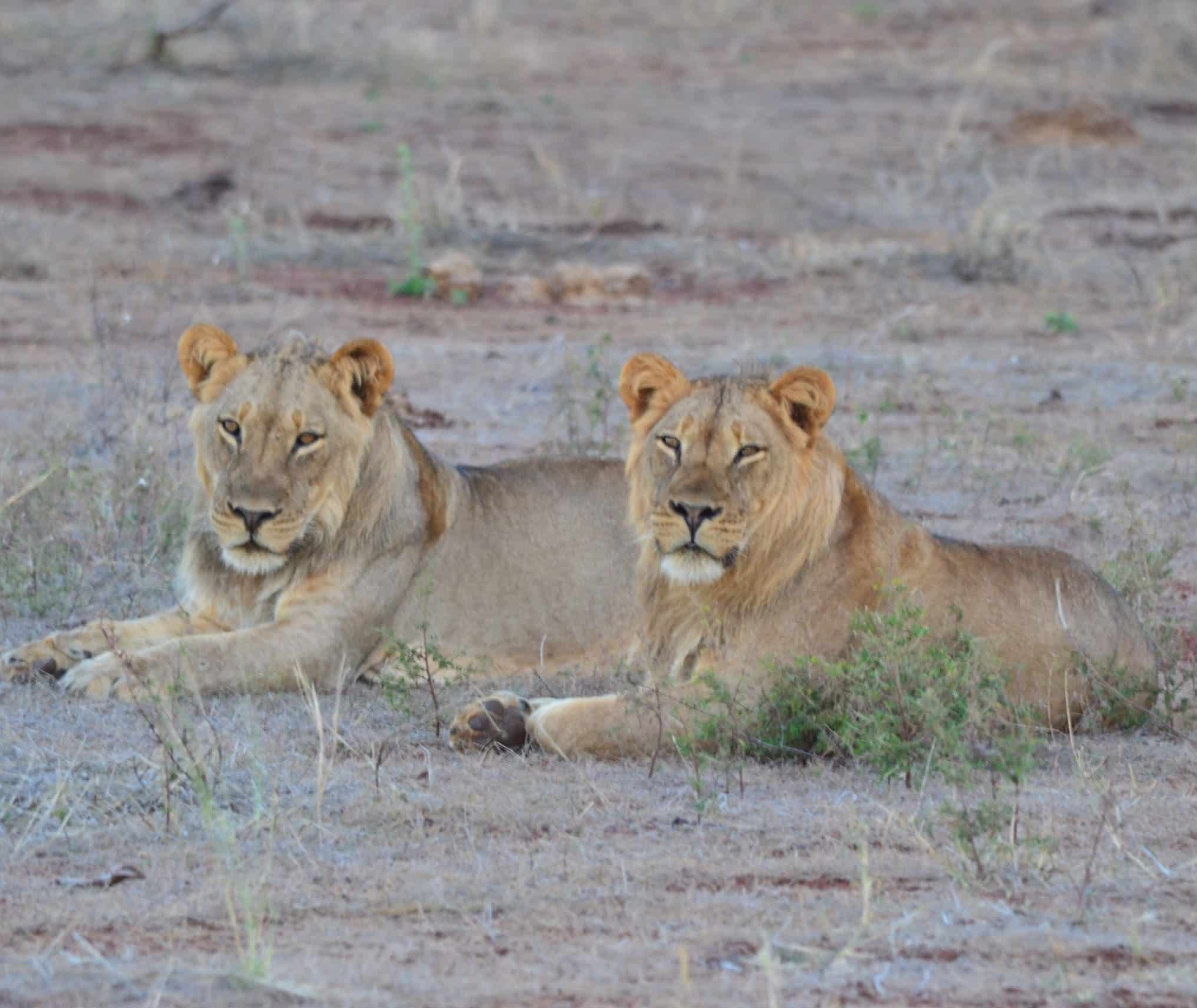 Récit de voyage au Zimbabwe deux lionnes