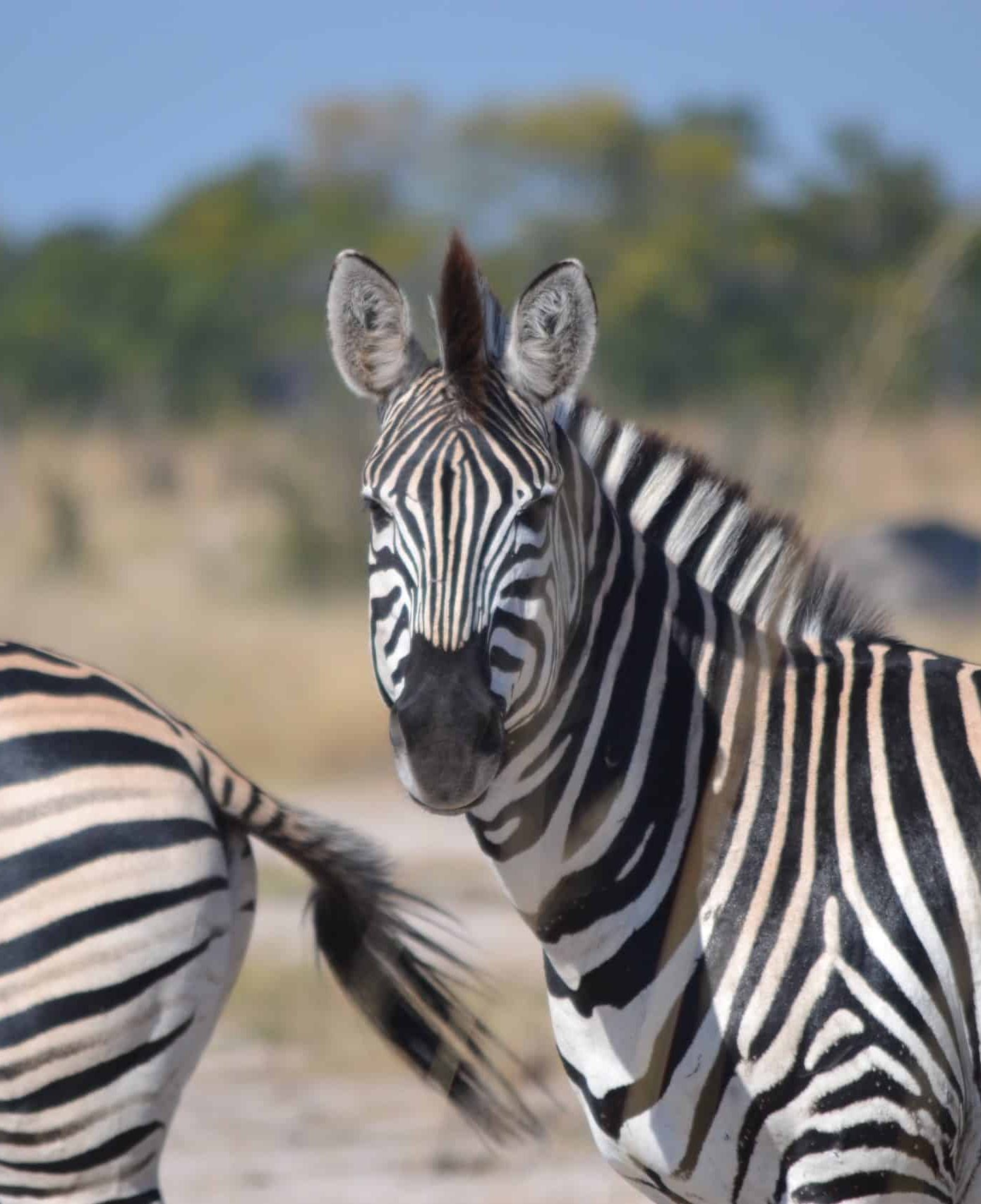 Zèbres Récit de voyage au Zimbabwe