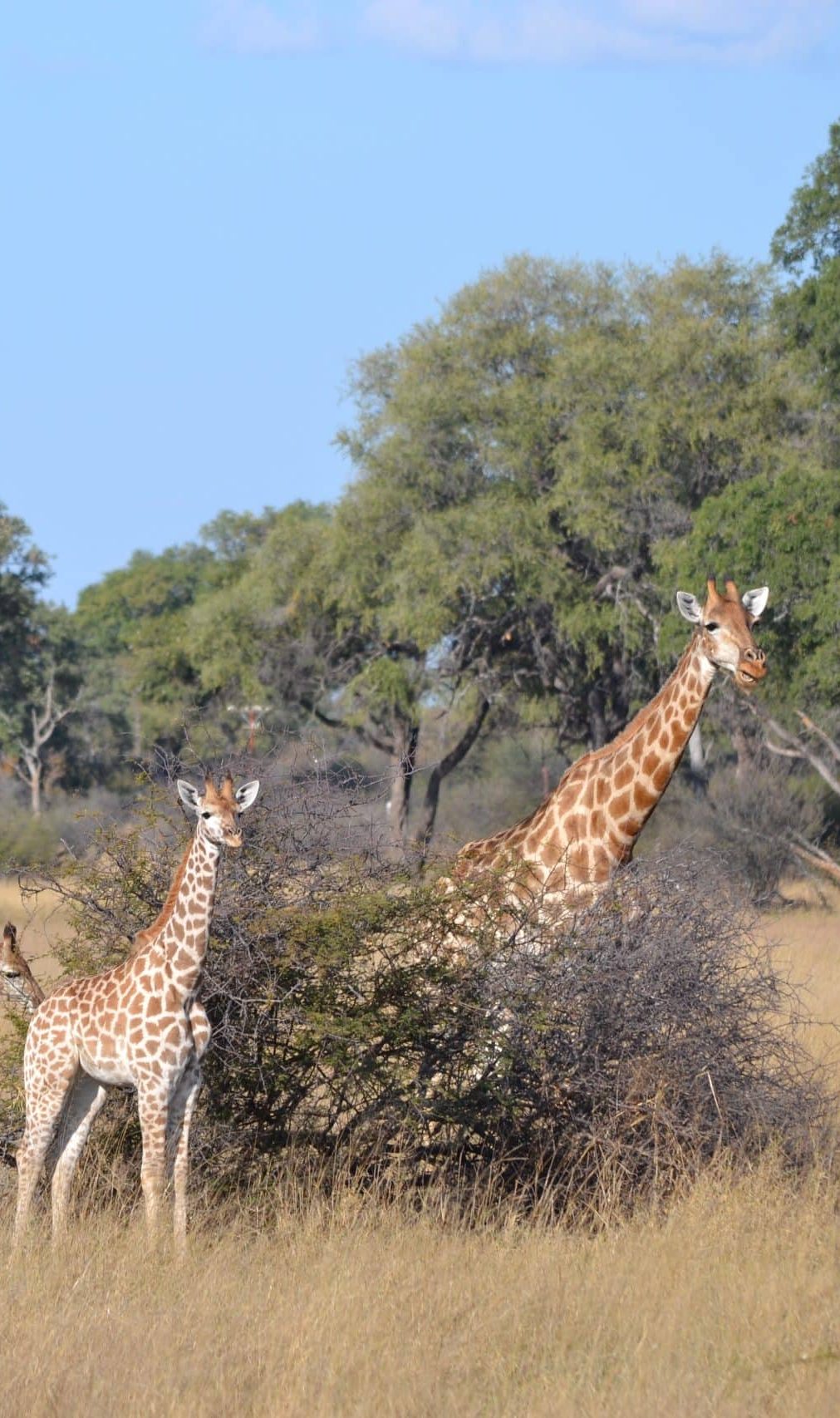 girafe et girafons Récit de voyage au Zimbabwe