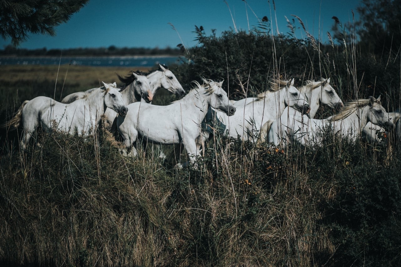 LA FRANCE AU GOUT D'AILLEURS chevaux parc national de camargue France