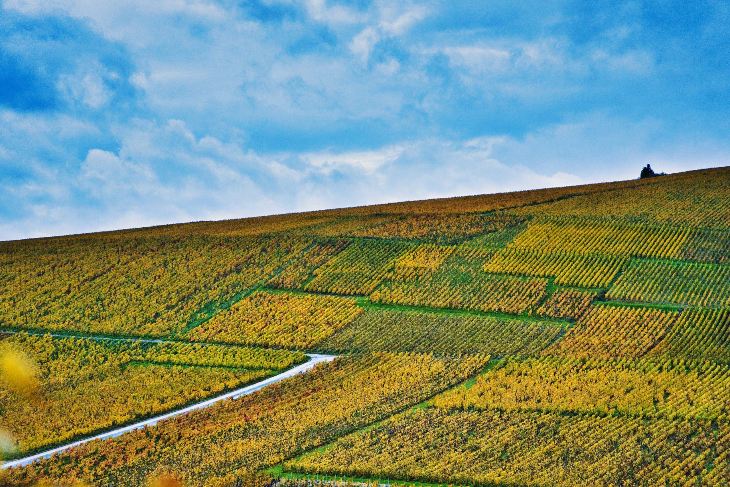 LA FRANCE AU GOUT D'AILLEURS vignoble Champagne France