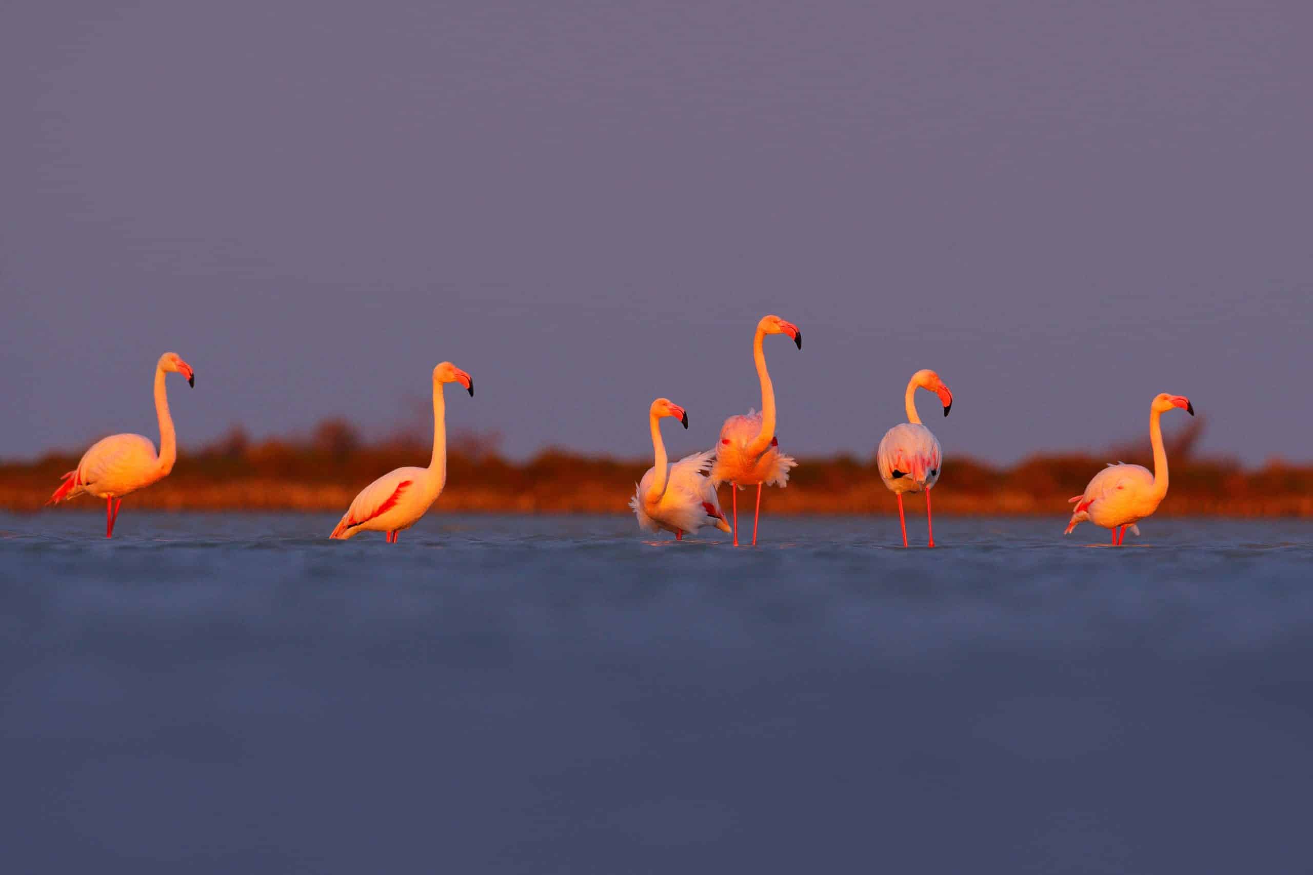 La FRANCE AU GOUT d'AILLEURS flamants roses camargue France