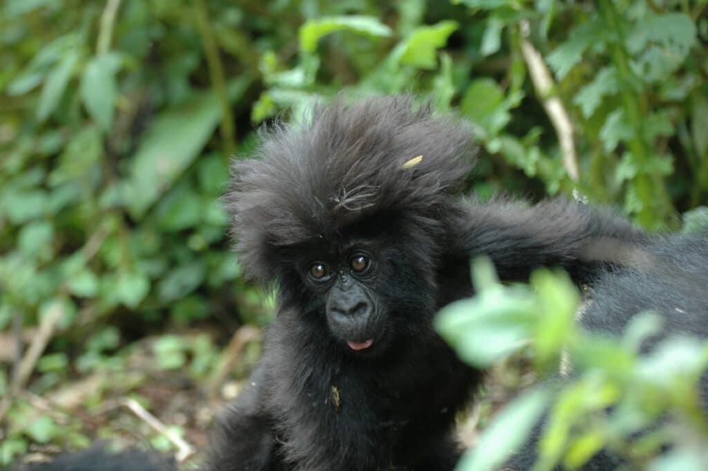 Bébé gorille dans le parc des volcans au Rwanda.