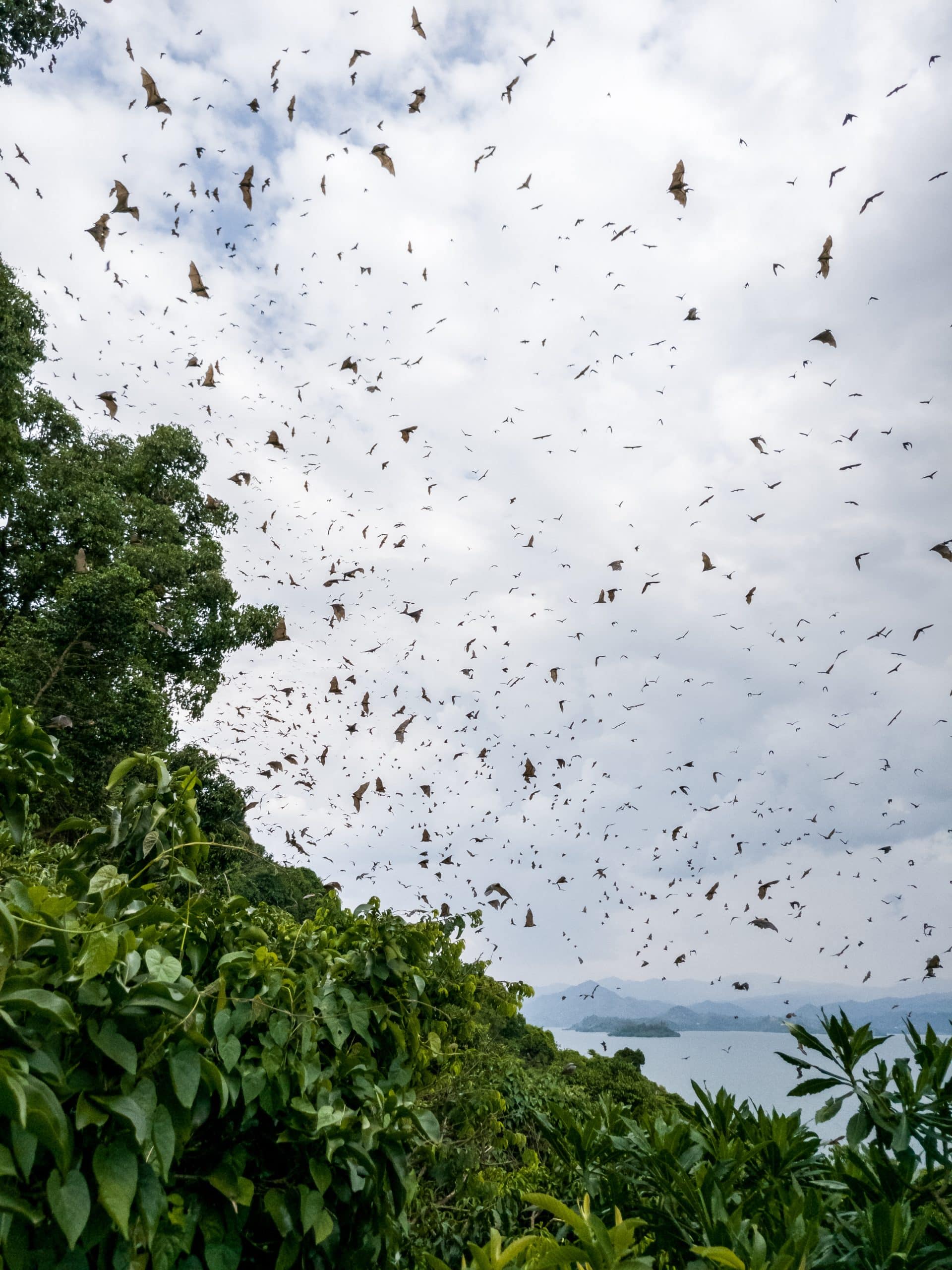 Flying,Dogs/,Bat,In,Ruanda,,Africa,(lake,Kivu)