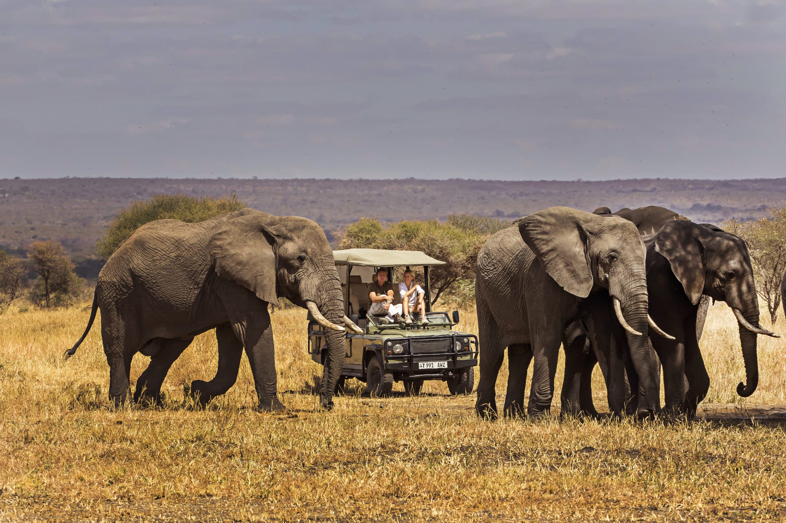 Activités de safari en 4x4 dans la savane pour observer la faune sauvage en Tanzanie.