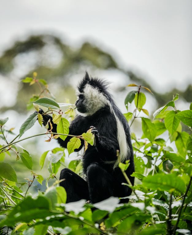 colobus parc national nyungwe rwanda