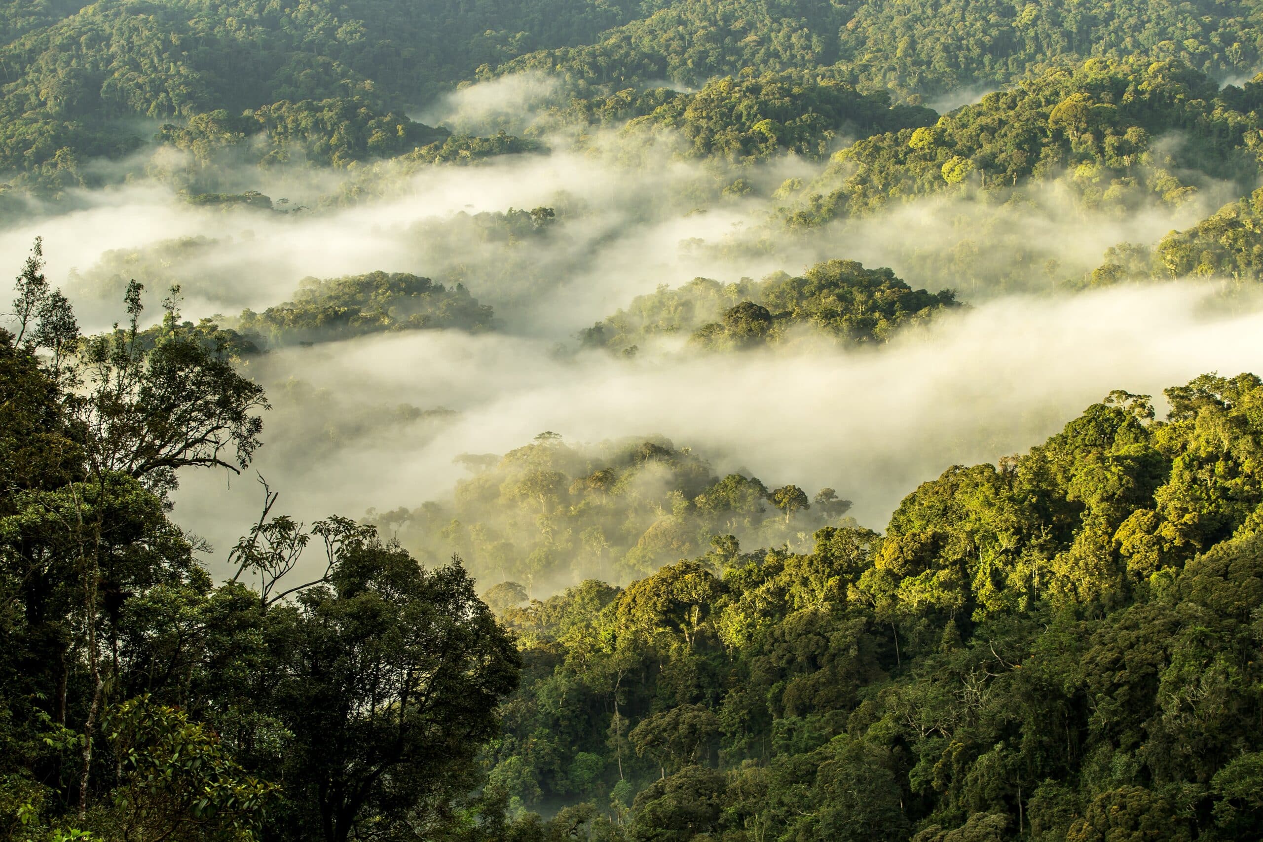 De L’Akagera au parc des Volcans 