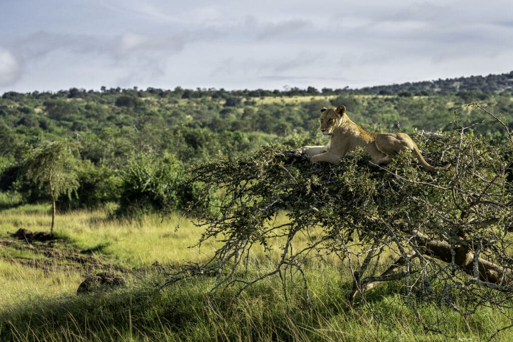 Lion arboricole couché sur la branche d'un arbre au Rwanda.