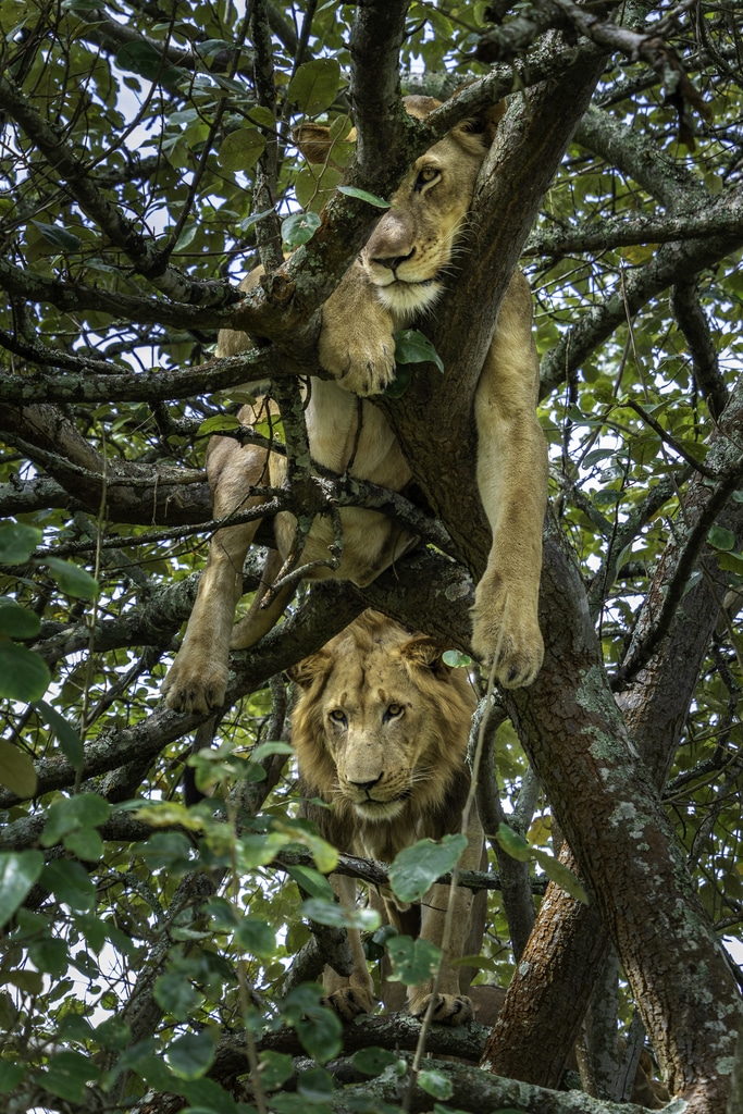 lions arboricoles parc national akagera rwanda