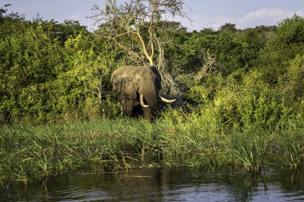 Eléphant au bord de l'eau dans la réserve bordant le Magashi Camp au Rwanda.