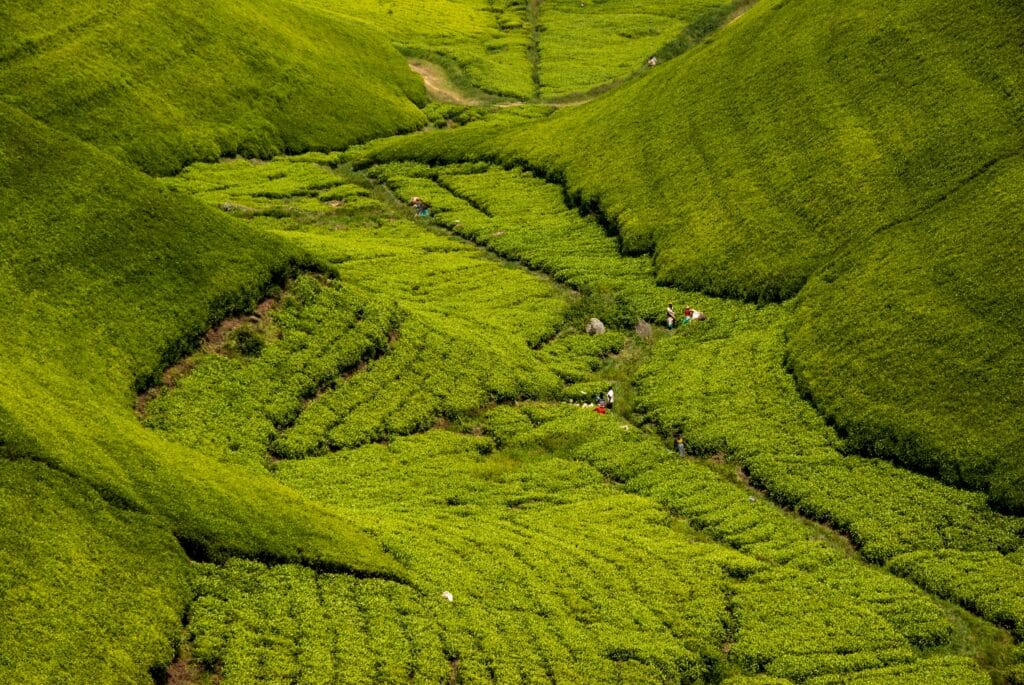 Plantation de thé au Rwanda.