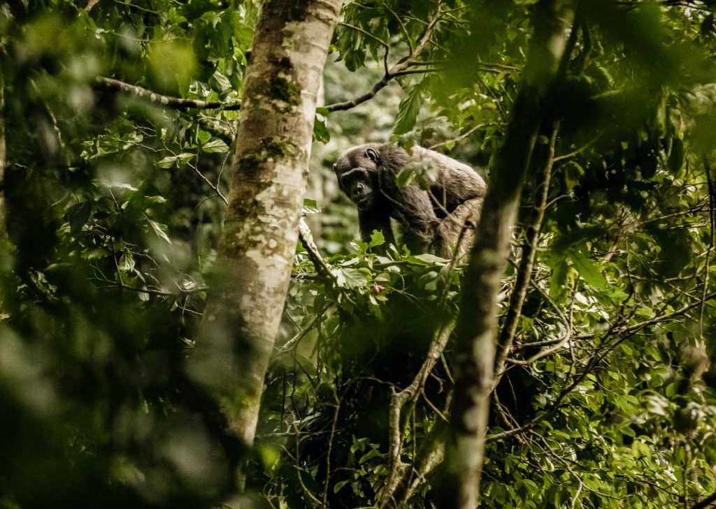 Observation d'un chimpanzé à l'occasion d'un safari au Rwanda.