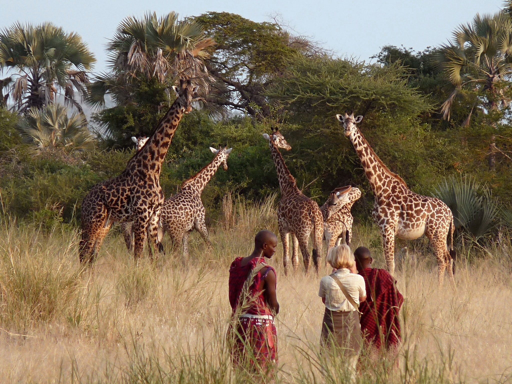 Safari à pied pour l'observation des girafes dans la savane près d'un lodge en Tanzanie.