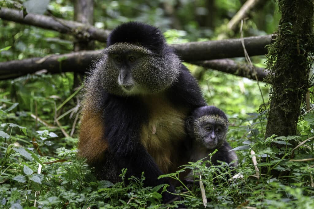 Singe doré et sa progéniture au Rwanda.