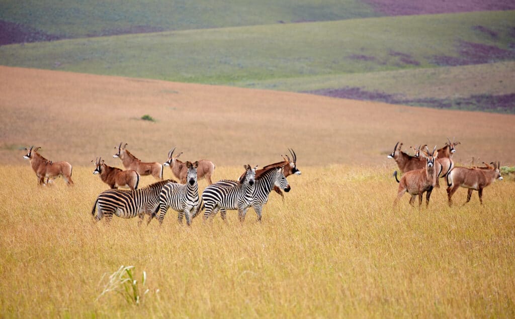 Roan,Antilope,And,Zebra,At,Nyika,Plateau,,Malawi,,Africa