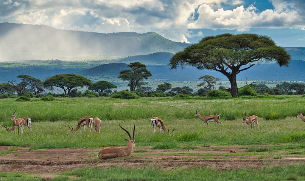 Antelopes,In,The,National,Park,Tsavo,East,,Tsavo,West,And