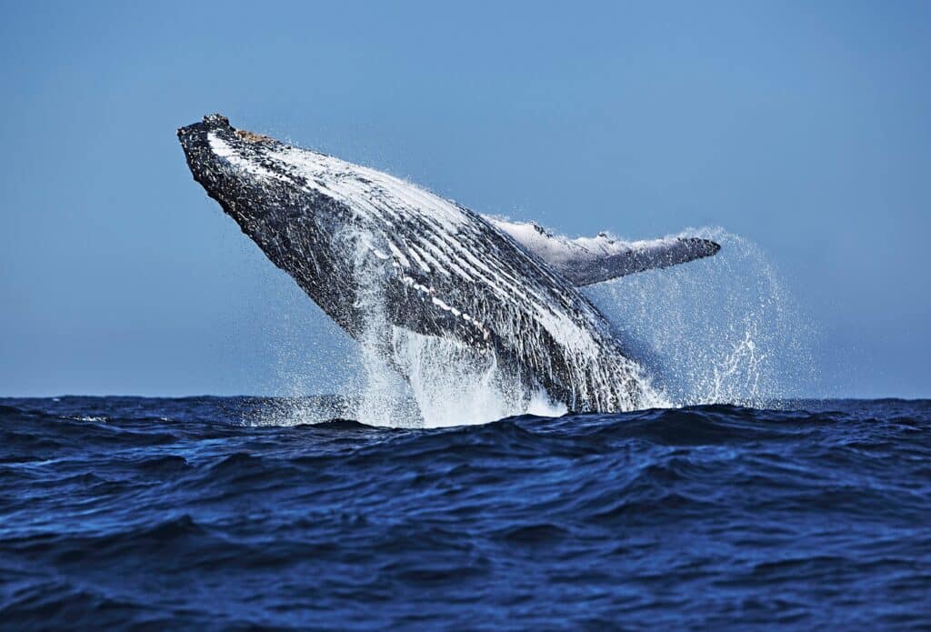 Baleine photographiée pendant son saut au large de Capetown en Afrique du Sud