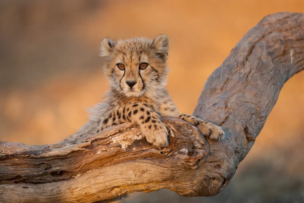 Bebe guépard dans le Kruger National Park
