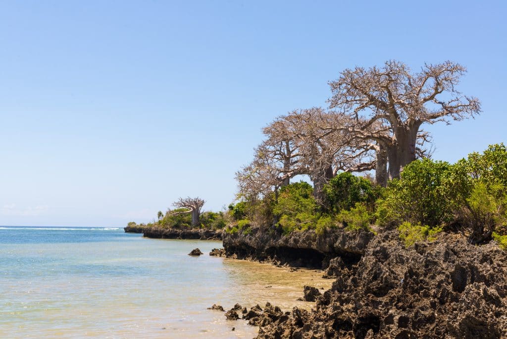 Wild,African,Coast,With,Cliffs,And,Baobab,Trees,On,The