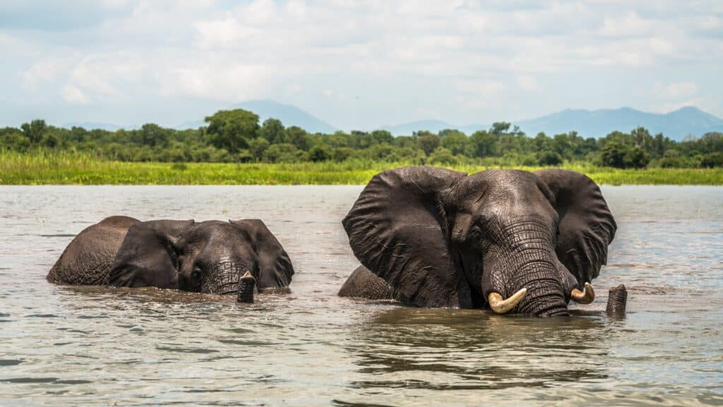 Deux éléphants traversant rivière Shire Malawi