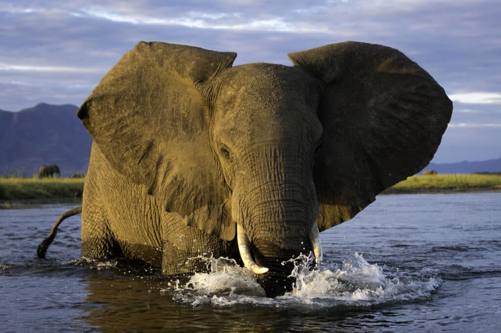 Éléphant traversant le fleuve Zambèze au Zimbabwe.