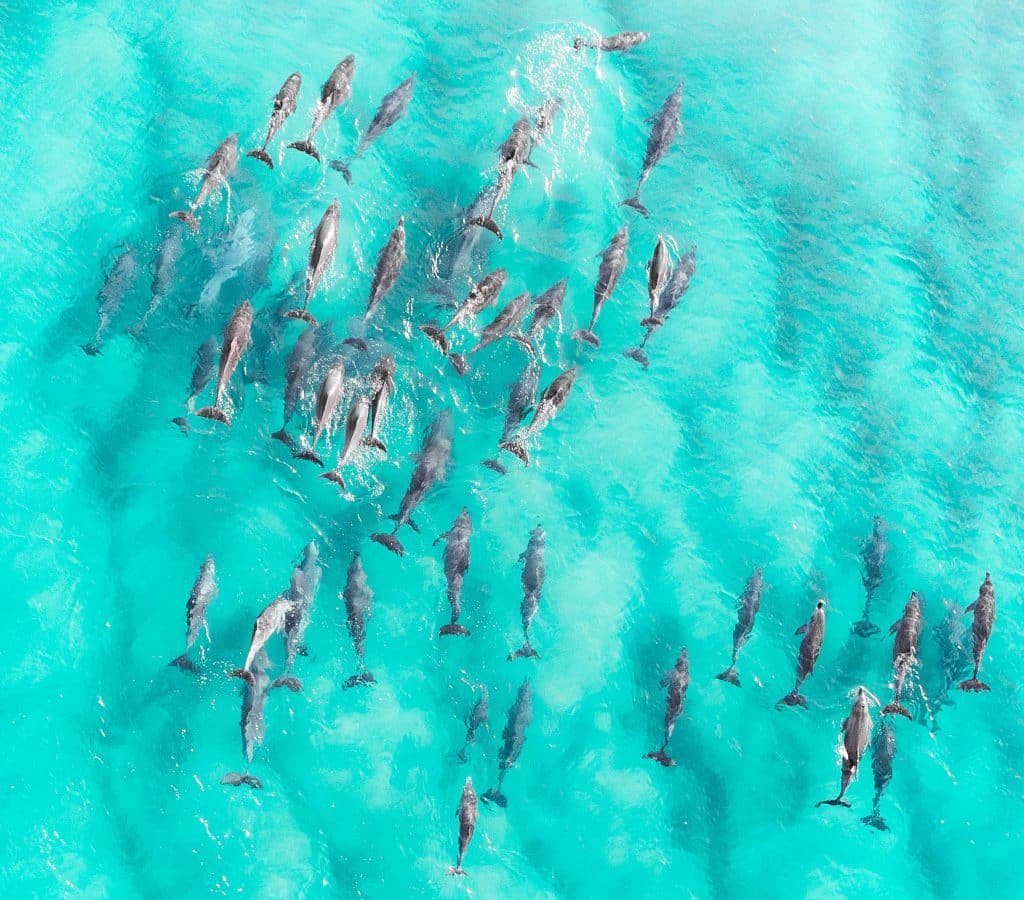 Aerial,Close,Up,Of,A,Dolphin,Pods,Swimming,In,Tropical