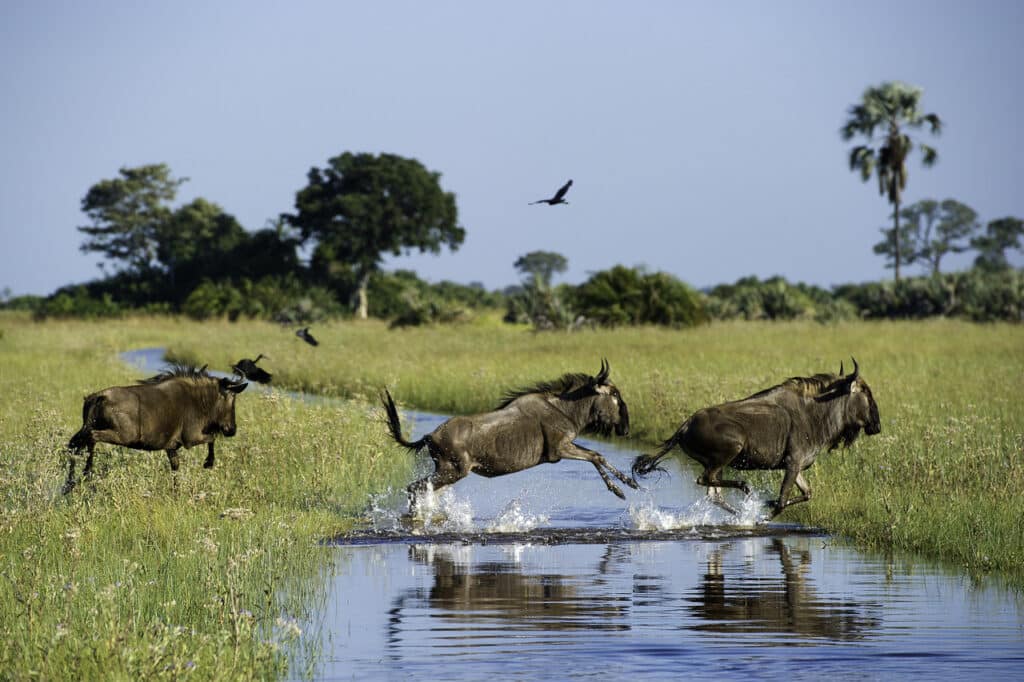 Gnous traversant une rivière observés lors d'un safari au Botswana.