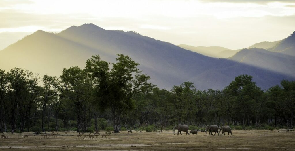 Harde d'éléphants devant des montagnes au Zimbabwe.