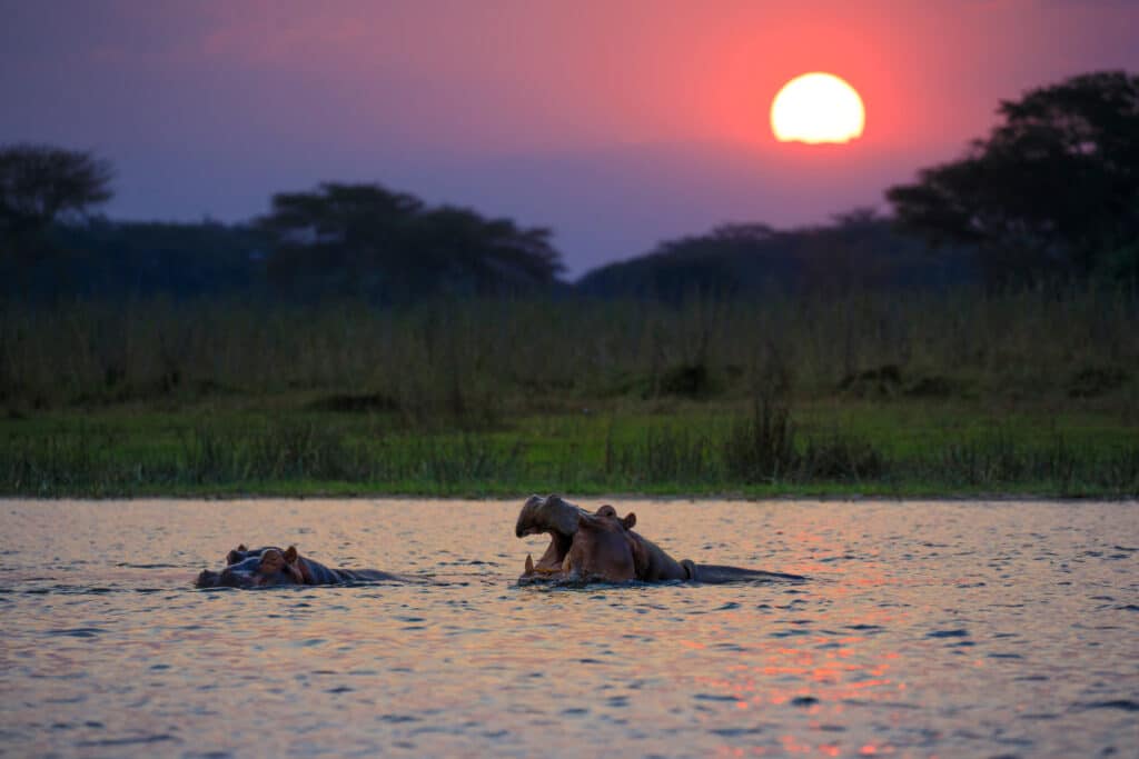 Hippopotamus,(hippos),In,Water,On,Sunset,Liwonde,N.p., ,Malawi