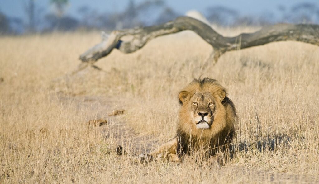 Lion dans le parc national de Hwange au Zimbabwe.