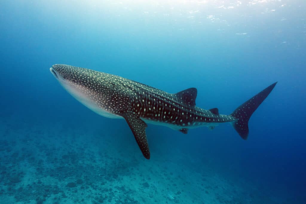 Observation d'un requins baleine au large de l'île de Mafia.