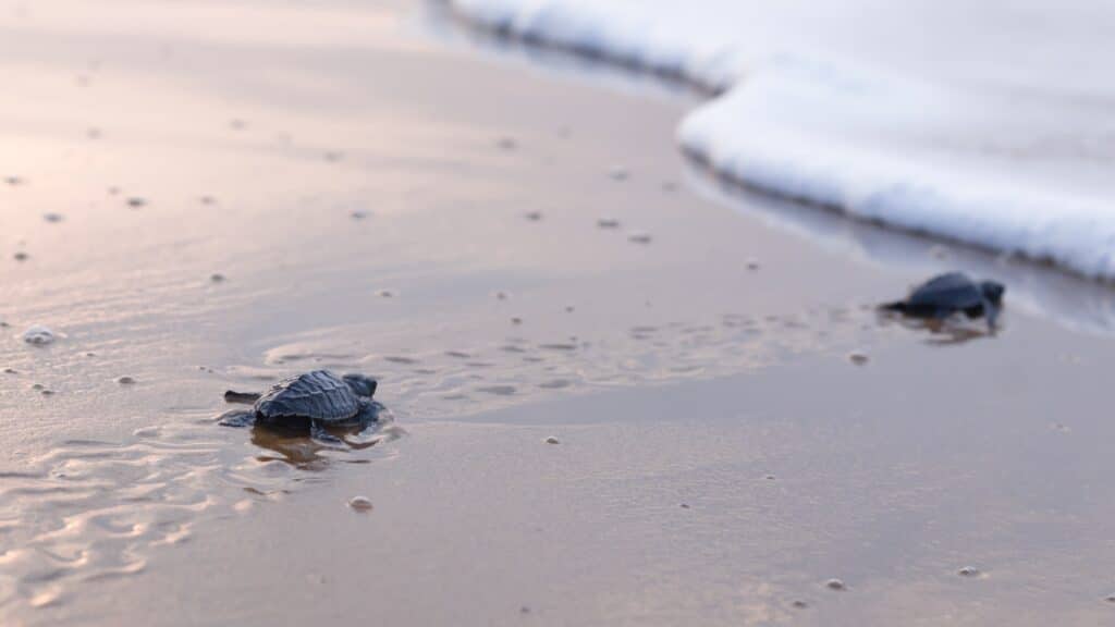 Observation de la naissance des tortues luth sur la plage Jale à Sao Tome.