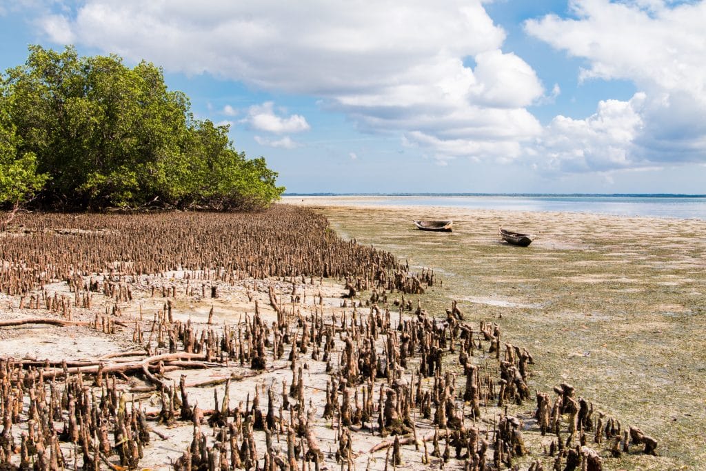 Landscape,Of,Mafia,Island,At,Low,Tide,With,The,Mangrove