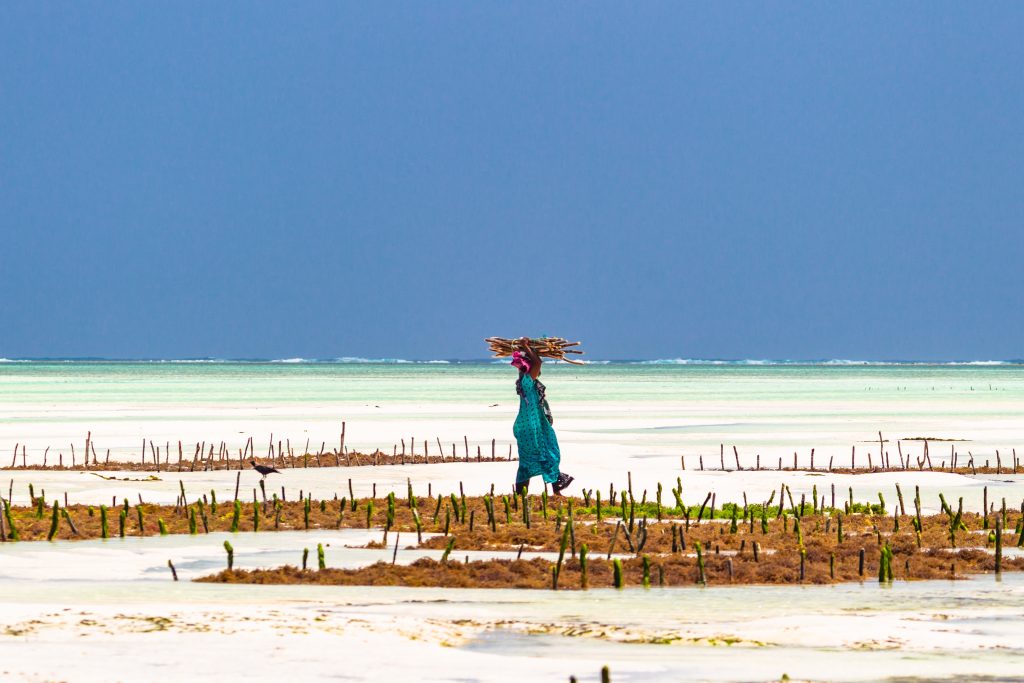 Woman,Working,In,Sea,Weed,Plantation.,Paje,,Zanzibar,,Tanzania.