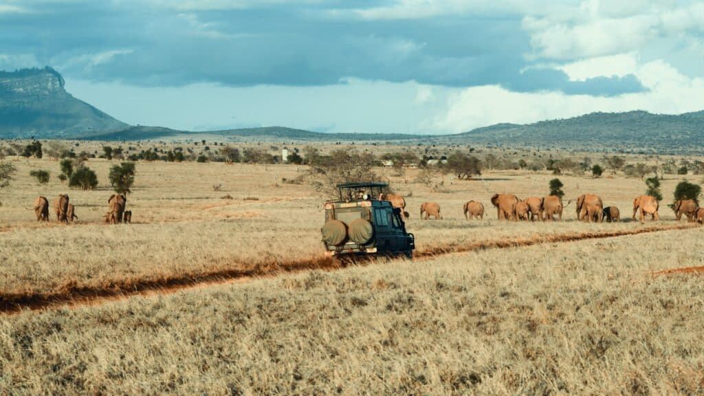 Safari 4x4 avec troupeau d'éléphants dans la réserve de Sabi Sand en Afrique du Sud