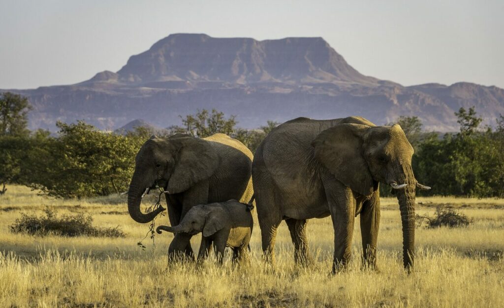 Scène de vie éléphants dans le Damaraland en Namibie.