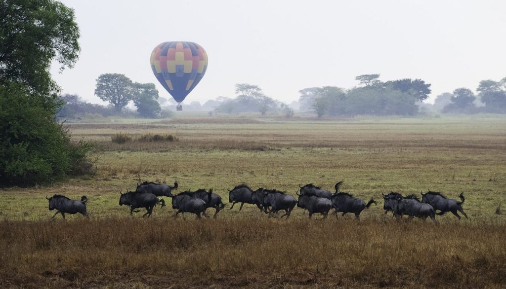 Shumba montgolfiere kafue zambie