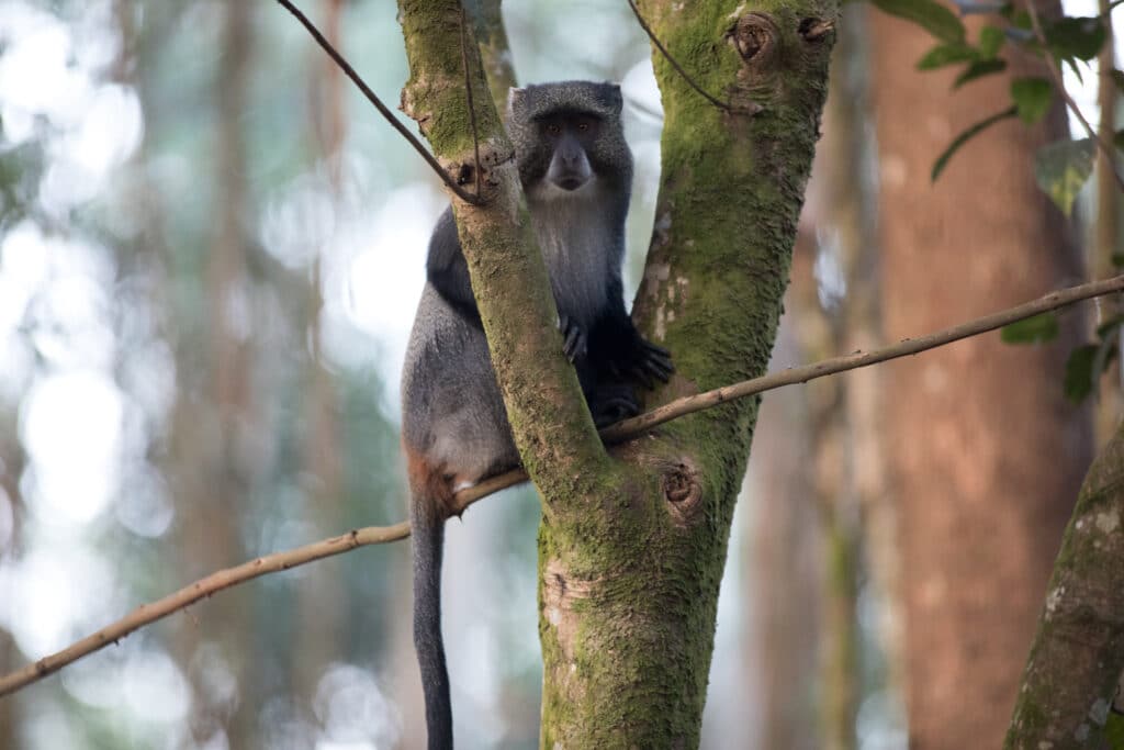 Singe Samango dans la forêt des Eastern Highlands au Zimbabwe.