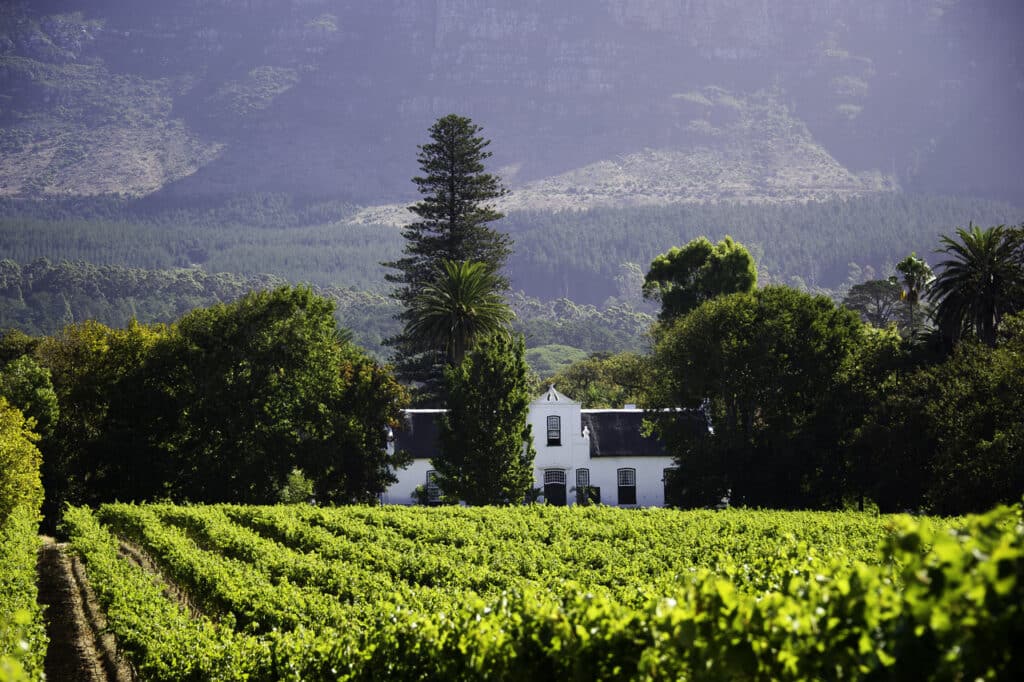 Vignes dans la région du Cap en Afrique du Sud