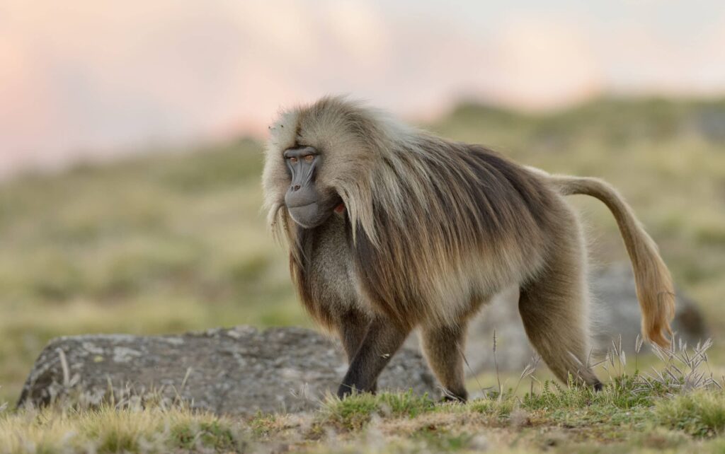 Babouin gelada se mouvant dans les hauts plateaux d'Ethiopie.