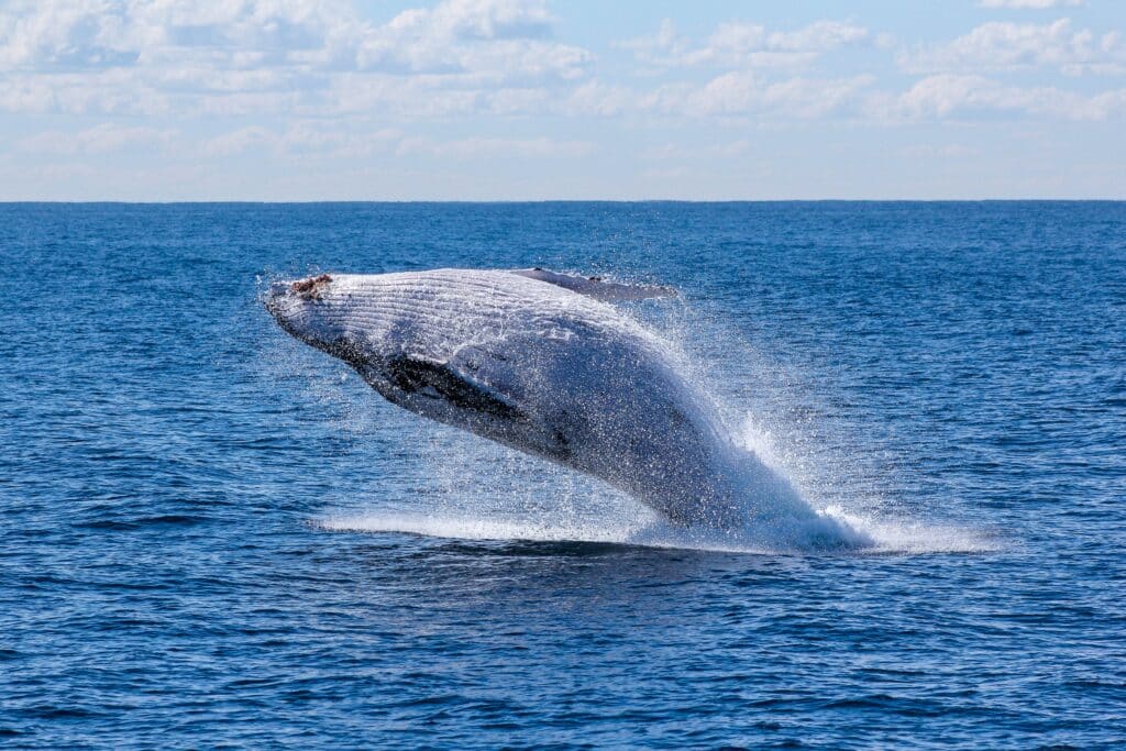 Saut d'une baleine à bosse au large de Mafia.