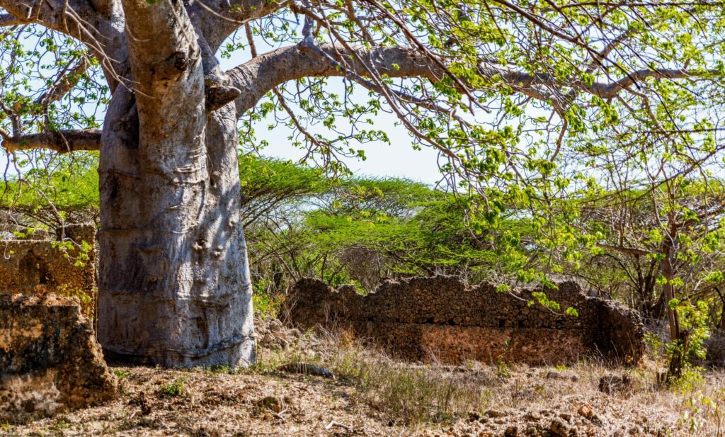 baobab ruines Takwa comptoir commercial swahili île de Manda Lamu