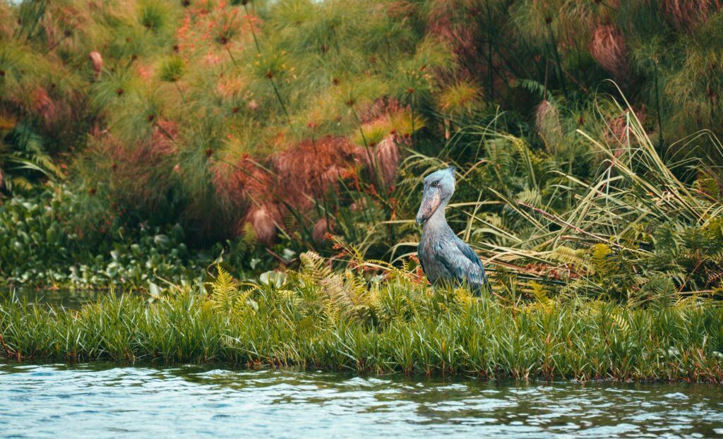 The,Shoebill,(balaeniceps,Rex),Among,Lush,Green,Grass,And,Bushes