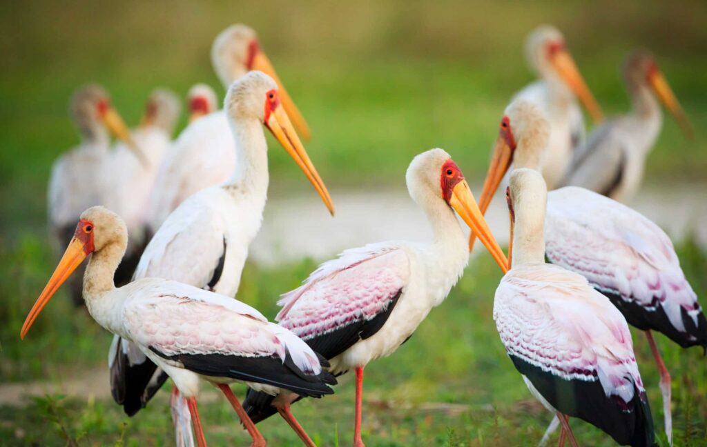 Yellow billed,Stork,(mycteria,Ibis),In,Liwonde,N.p., ,Malawi