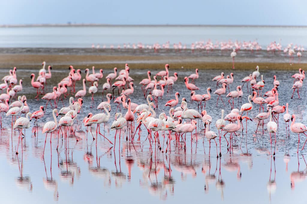 Colonie de flamants roses à Walvis Bay en Namibie.